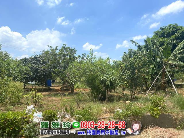 桃園楊梅農地-5