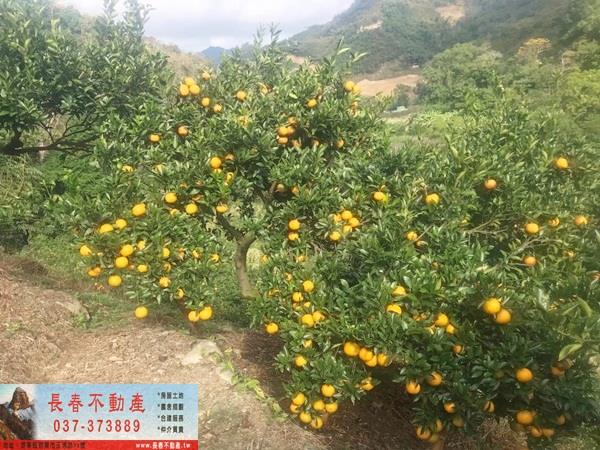 獅潭山坡地-1