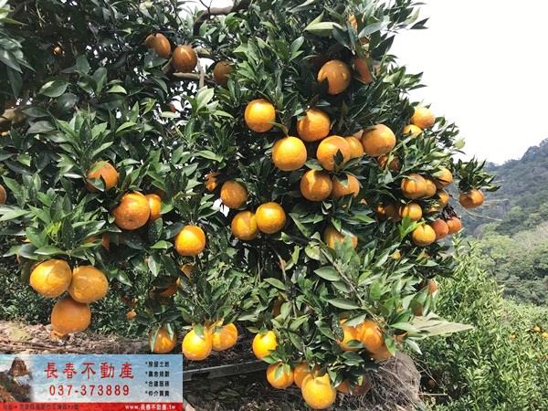 獅潭山坡地-2