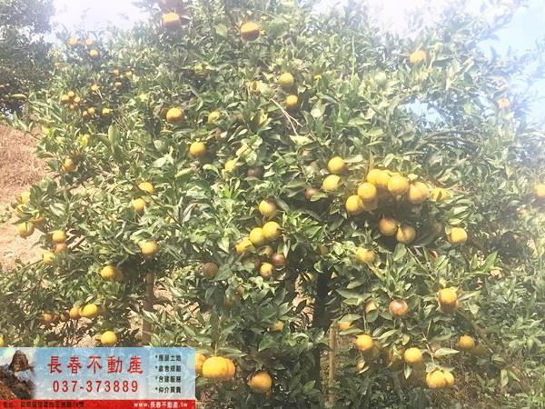 獅潭山坡地-3