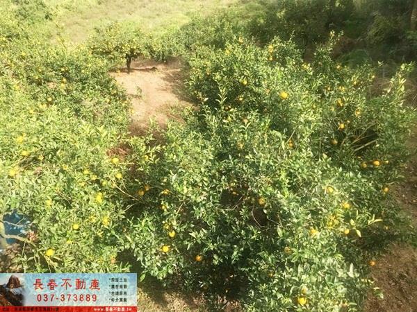 獅潭山坡地-4