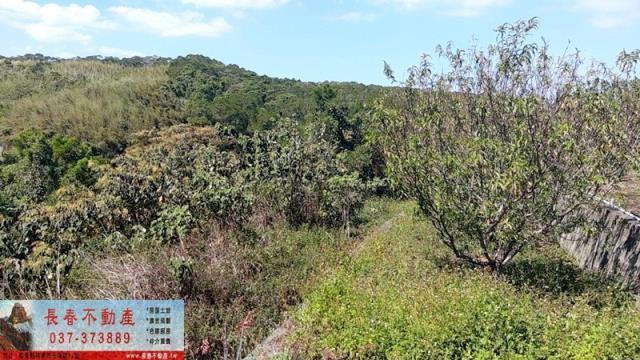 苗栗農地-9