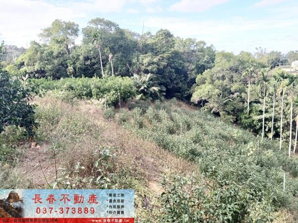 頭屋農地-1