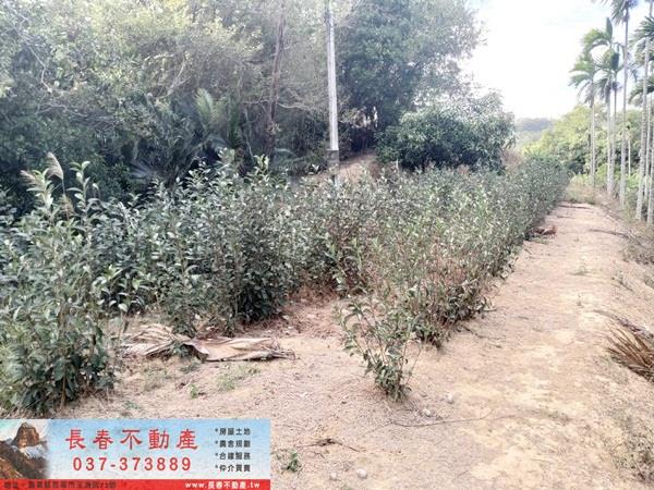 頭屋農地-2