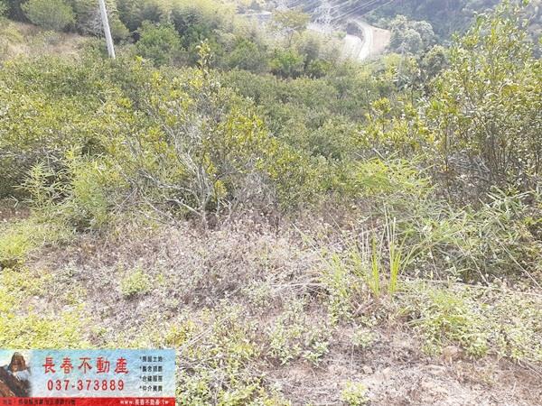 卓蘭農地-1