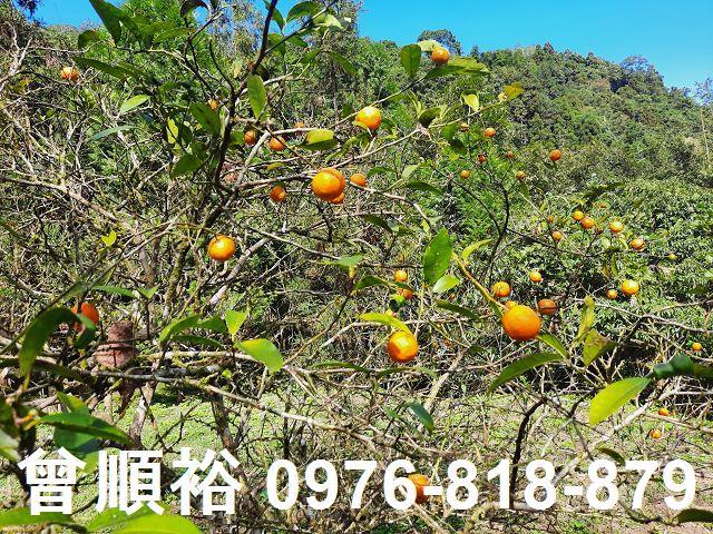竹東農地-14