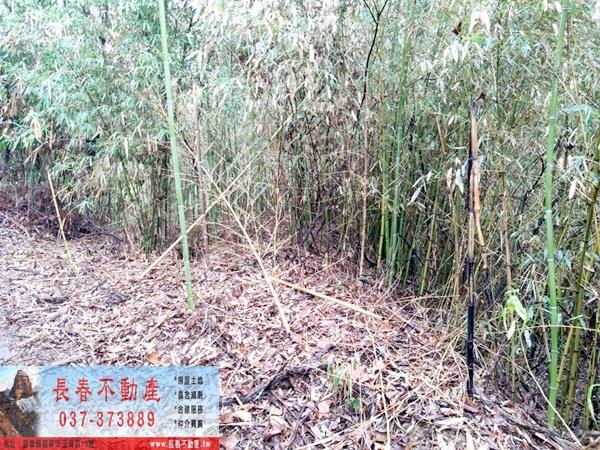 銅鑼農地-8