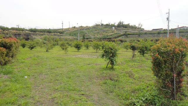 東勢農地-2