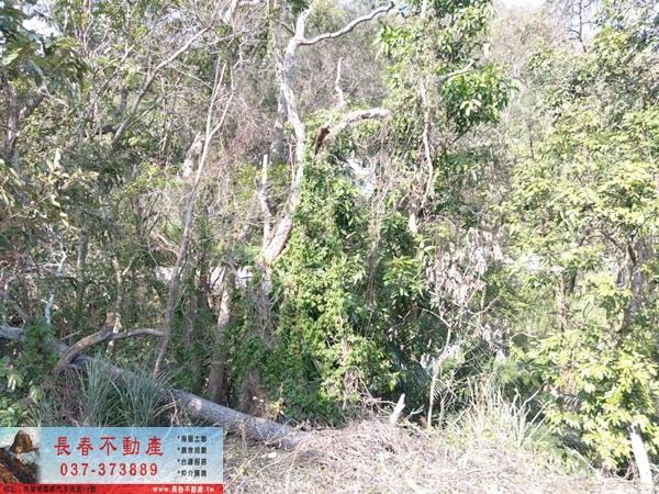 苗栗建地-2