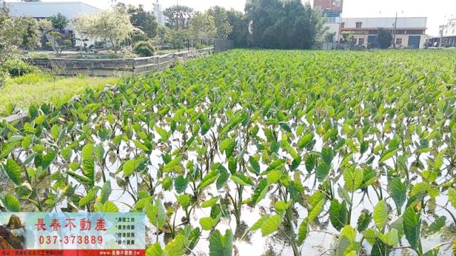 苗栗農地-3