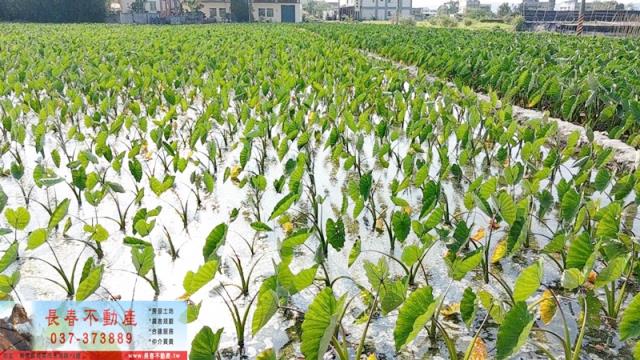 苗栗農地-4