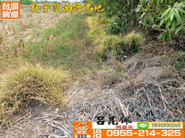 朴子農地-4