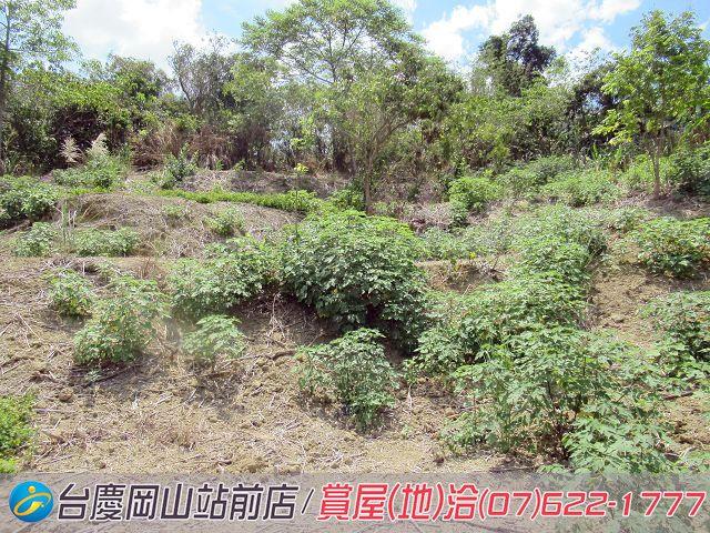 燕巢農地-6