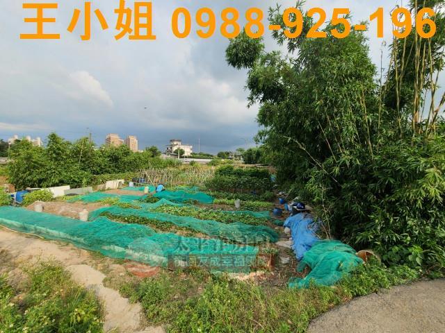 桃園平鎮農地-4