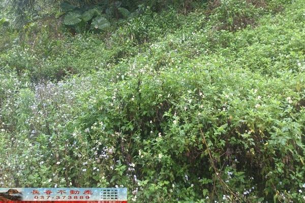 苗栗大湖農地-1