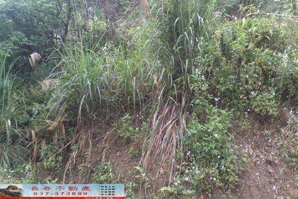 苗栗大湖農地-2
