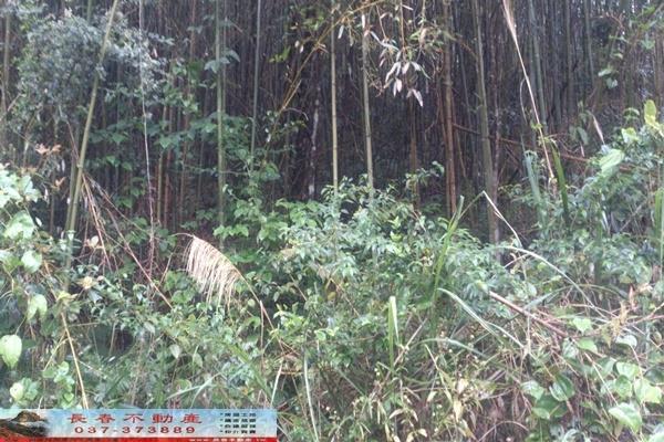 苗栗大湖農地-4