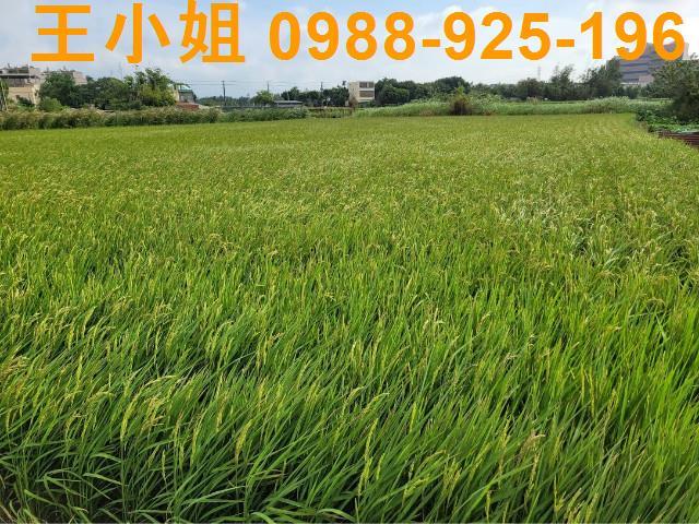 桃園農地-11