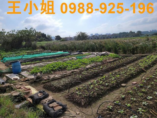 桃園農地-9