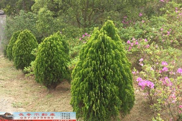 苗栗苗栗市農地-1