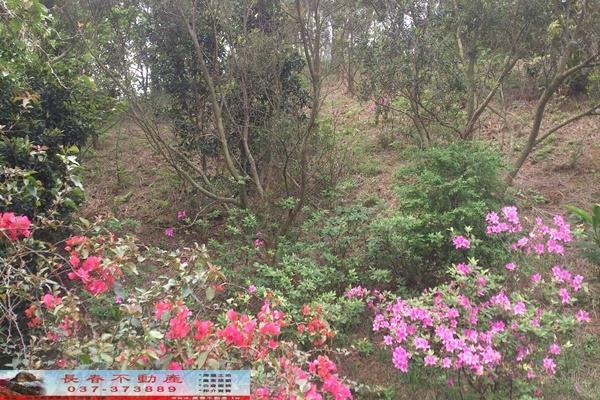 苗栗苗栗市農地-3