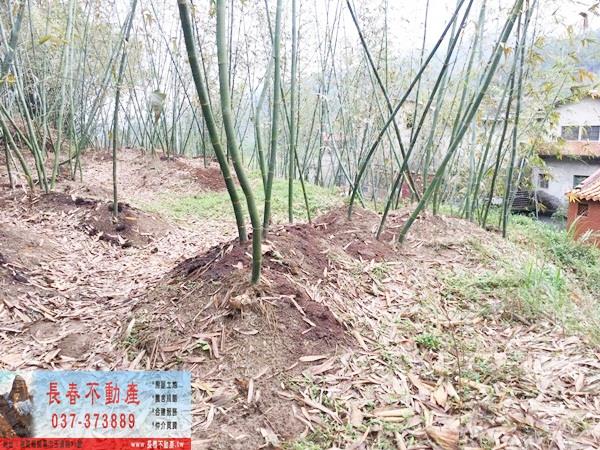 獅潭農地-4
