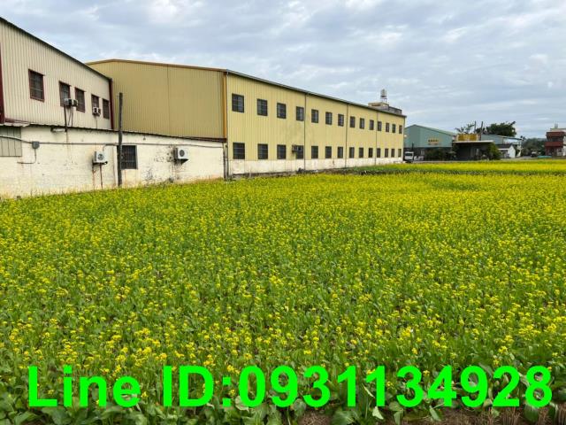外埔農地-2
