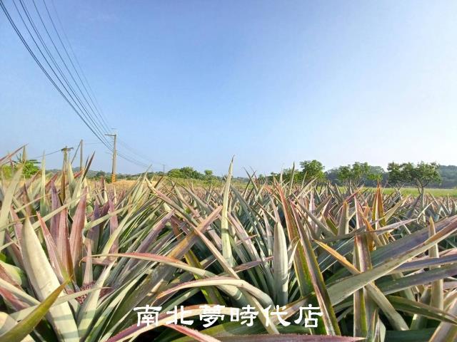 台南關廟農地-9