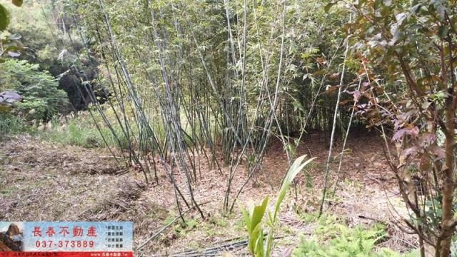 苗栗頭屋農地-7