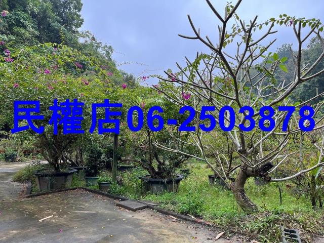 新化農地-10