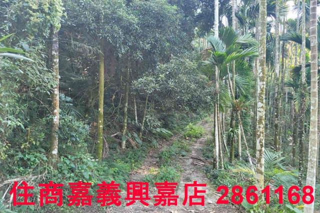 嘉義梅山農地-7