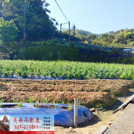 獅潭農地-1