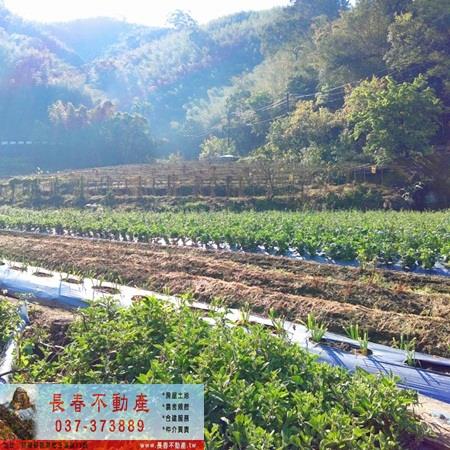 獅潭農地-3
