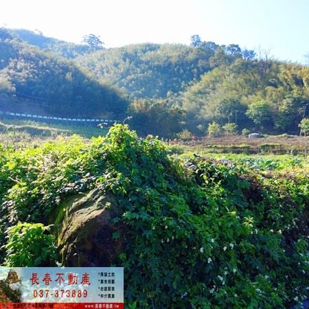 獅潭農地-5