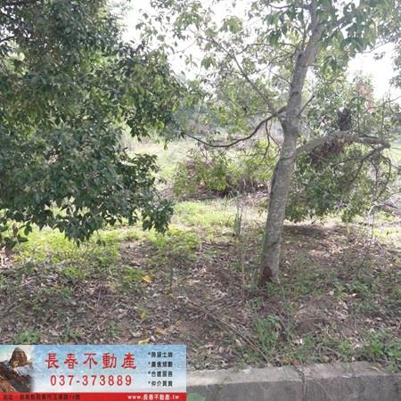 造橋山坡地-2