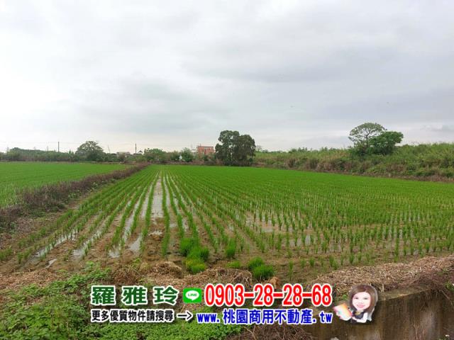 楊梅農地-5