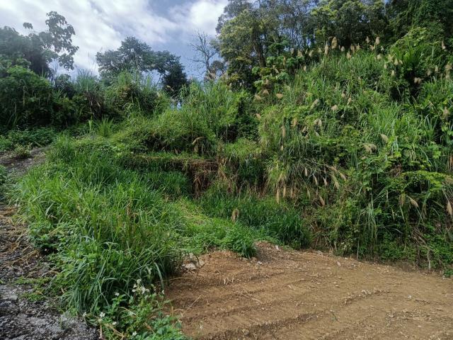 東勢山坡地-2
