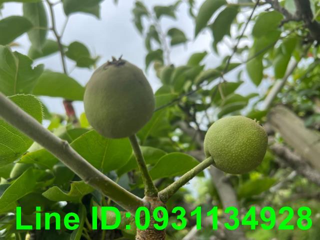 新社農地-6