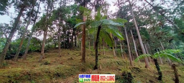 竹東農地-11