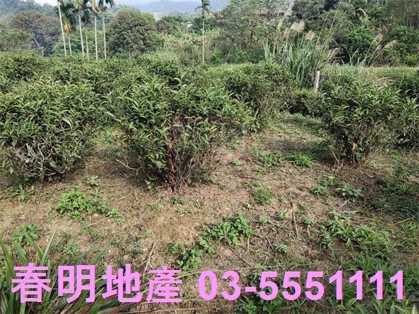 新竹北埔殯葬用地-3