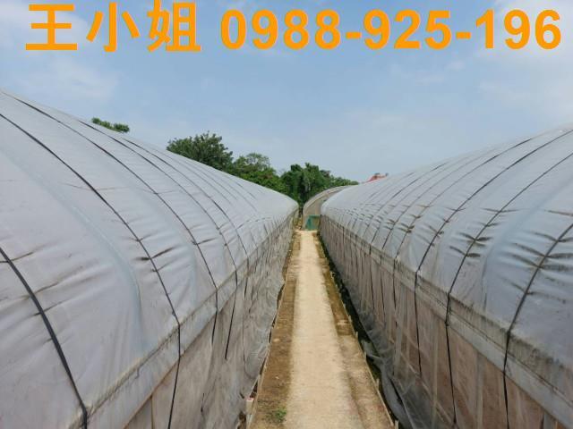 桃園桃園區農地-5
