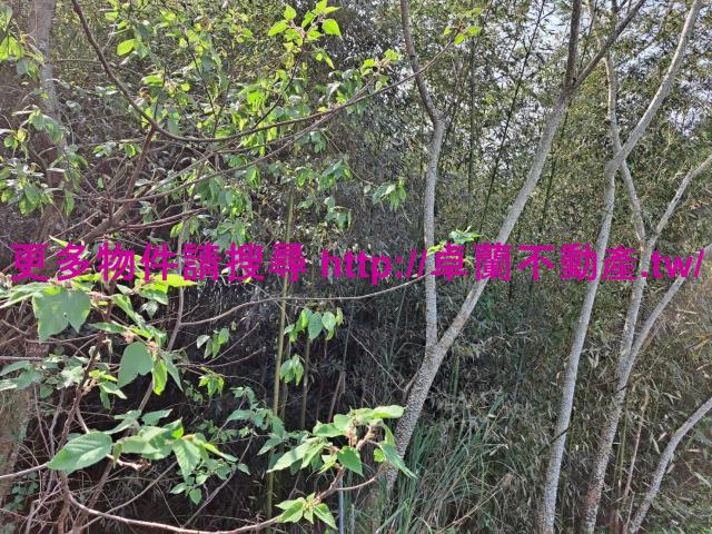 苗栗卓蘭農地-1