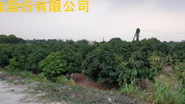 高雄農地-2