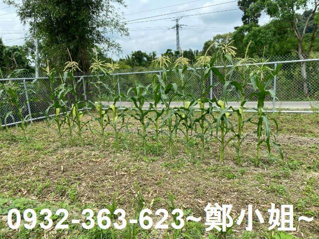桃園大溪農地-5
