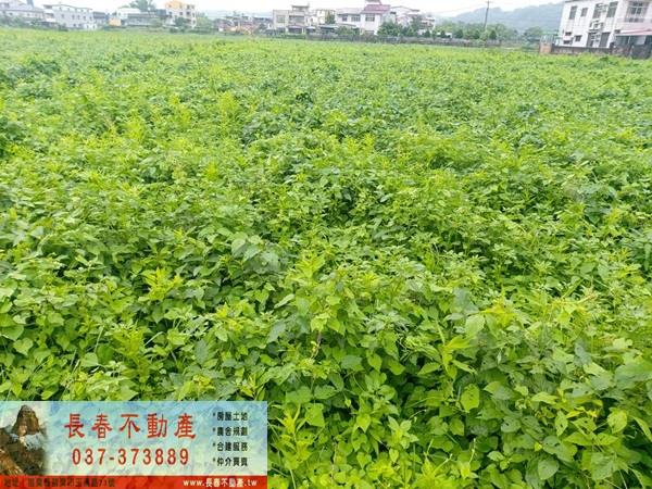 苗栗市農地-2