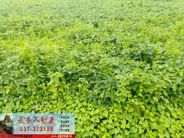 苗栗市農地-3