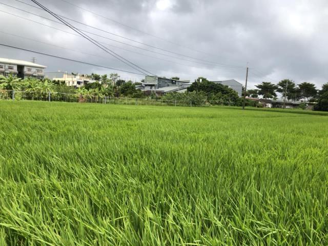 台中西屯農地-5