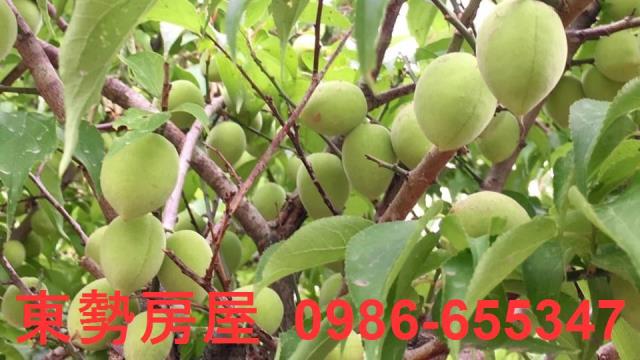 東勢農地-12