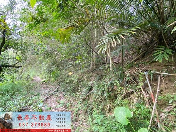 苗栗卓蘭山坡地-3