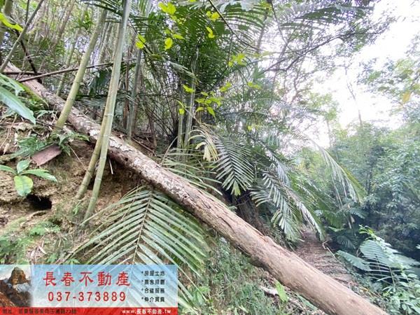 苗栗卓蘭山坡地-5